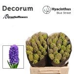 Hyacinthus Hüatsint Blue Street