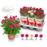 Rosa Potiroos boutique roses mix 14cm