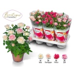 Rosa Potiroos boutique roses mix 14cm