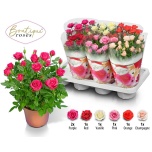 Rosa Potiroos boutique roses mix 14cm