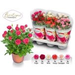 Rosa Potiroos boutique roses mix 14cm