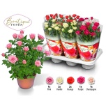 Rosa Potiroos boutique roses mix 14cm