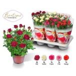 Rosa Potiroos boutique roses mix 14cm
