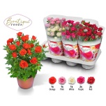 Rosa Potiroos boutique roses mix 14cm