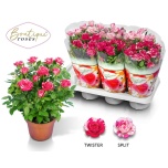 Rosa Potiroos boutique roses mix 14cm