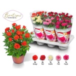 Rosa Potiroos boutique roses mix 14cm