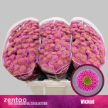 Chrysanthemum Krüsanteem SANTINI Wicked*25