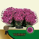 Chrysanthemum Krüsanteem SANTINI Yummy*25