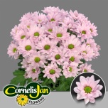 Chrysanthemum Krüsanteem SP Resq Rosy 100g*5