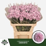 Chrysanthemum Krüsanteem BL Airborne 70gr*10