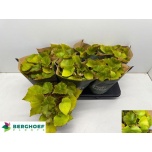 Begonia Begoonia leaf x erythrophylla jungle wonders brown 15cm