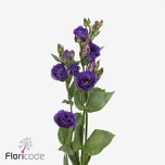 Eustoma Preeriakell Rosita Violet (Lugt Lisianthus)
