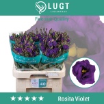 Eustoma Preeriakell Rosita Violet (Lugt Lisianthus)
