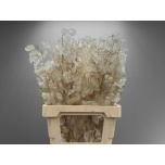Dried Lunaria Ann Groene Bleached 5pc/bunch 70cm (pk)