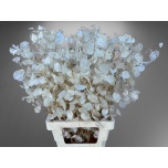 Lunaria Kuukress Ann Groene P 80cm