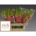 Antirrhinum Lõvilõug Butterfly Bronze Pink 75cm