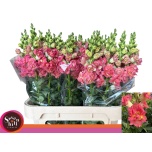 Antirrhinum Lõvilõug Butterfly Bronze Pink 80cm