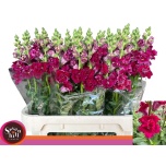 Antirrhinum Lõvilõug Butterfly Red 80cm