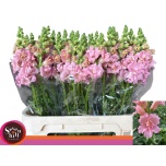 Antirrhinum Lõvilõug Butterfly Pink 80cm