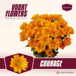Chrysanthemum Krüsanteem SP Courage 75g*5