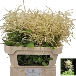 Aruncus Kitseenelas dioicus 80cm