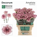 Dianthus Nelk ST Amatista*20