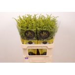 Solidago Kuldvits Carzan Taramba 80cm