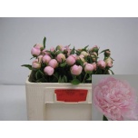 Paeonia Pojeng Alertie 45cm