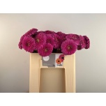 Gerbera MB Snuffy*20