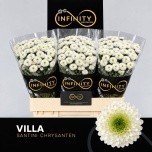 Chrysanthemum Krüsanteem SANTINI Villa*25