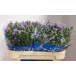 Aster Cassandra 70-75cm