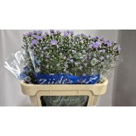 Aster Cassandra 70-75cm