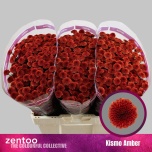 Chrysanthemum Krüsanteem SANTINI Kismo Amber*25