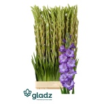 Gladiolus Gladiool Mauve Muse 100-110cm