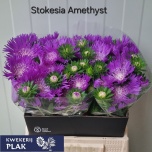 Stokesia Jumikaster Amethyst 40cm