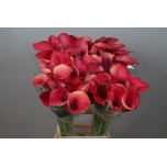Zantedeschia Kalla Call Ramona 80cm