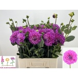 Dahlia Daalia Dezign Lavender Purple 60cm