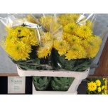 Chrysanthemum Krüsanteem BL Heliora 65gr*10