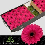 Gerbera GR Arcade*25