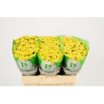 Chrysanthemum Krüsanteem SANTINI Williams Sunny*25