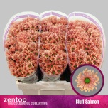 Chrysanthemum Krüsanteem SANTINI Bluff Salmon*25
