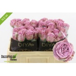 Roos 50cm Lilac Twirl