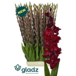 Gladiolus Gladiool Sangria