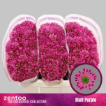 Chrysanthemum Krüsanteem SANTINI Bluff Purple*25