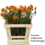 Cosmos sulphureus Crest Orange 60cm