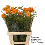 Cosmos sulphureus Crest Orange 70cm