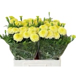 Tagetes Peiulill White Swan 60cm