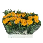 Tagetes Peiulill Coco Gold 60cm