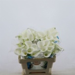 Zantedeschia Kalla Captain Cortina 55cm