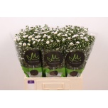 Aster Teeny Tiny White 60cm